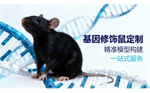 基因修飾鼠定制